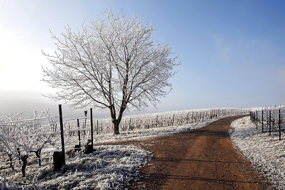 Frost-covered landscape, Palatinate region, Rhineland-Palatinate, Germany