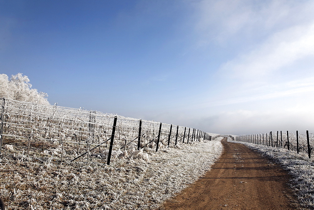 Frost-covered landscape, Palatinate region, Rhineland-Palatinate, Germany