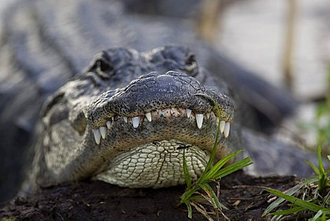 Alligator mississippiensis Aligator