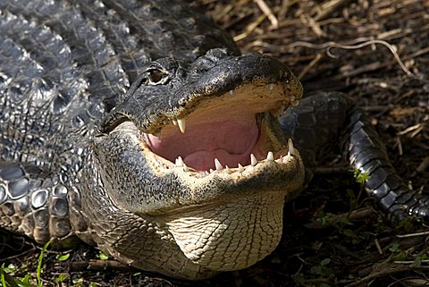 Alligator mississippiensis Aligator