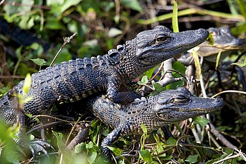 Alligator mississippiensis Aligator