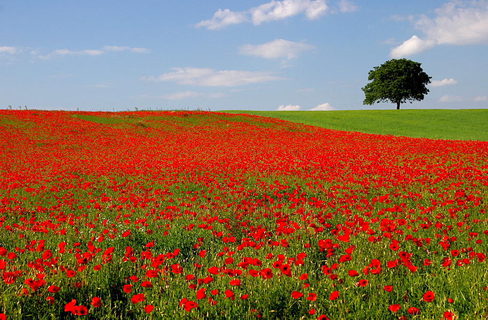 Poppy field, Southern Palatinate, Rhineland-Palatinate, Germany, Europe