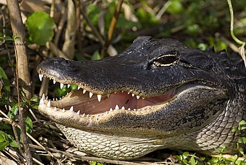 Alligator mississippiensis Aligator