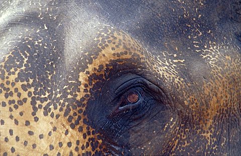 watering elephant eye, Indian