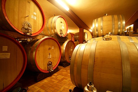 Wine cellar, Cantina di Vino, Zeni, Bardolino, Italy, Europe