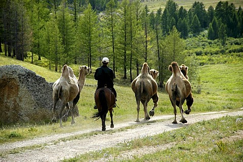 Three camels and a rider on a horse in the forest Terelj National Park Mongolia