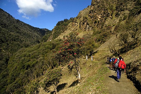 Group of people is walking on a path through flowering Rhododendron forest Annapurna Region Nepal