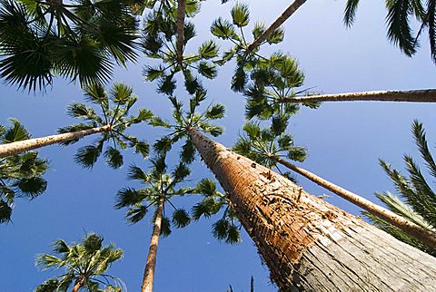 Palm trees on the Canary island of La Palma, Spain, Europe