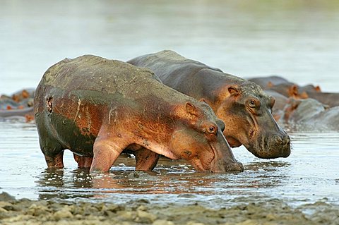 Hippopotamus (Hippopotamus amphibius) at Lake Tagalala, Selous Game Reserve, Tanzania, Africa