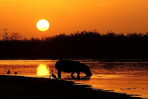 At sunrise a hippopotamus (Hippopotamus amphibius) returns from feeding to Lake Tagalala, Selous Game Reserve, Tanzania, Africa