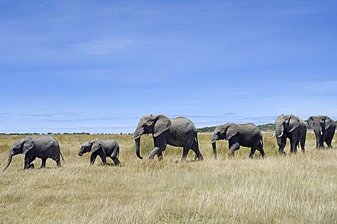 Elephant (Loxodonta africana) herd walking in a single file, Ndutu, Ngorongoro, Tanzania, Africa