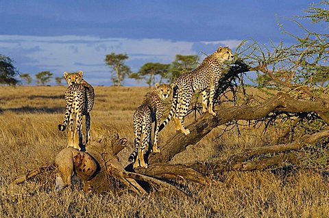 Cheetah (Acinonyx jubatus) looking for prey from an acacia, Ndutu, Ngorongoro, Tanzania, Africa