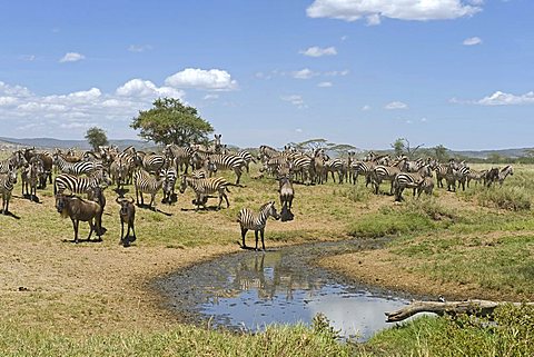 Zebras (Equus guagga) drinking from a waterhole at Seronera in Serengeti, Tanzania, Africa