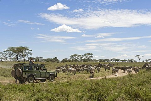 Visitors on safari in an all-terrain vehicle watching the Zebra migration at Seronera in Serengeti, Tanzania, Africa