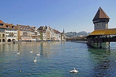 Swans, Kapellbruecke, Chapel Bridge, water tower, Reuss River, historic district, Switzerland, Europe