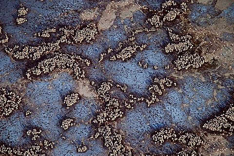 Aerial view on Lesser Flamingos (Phoeniconaias minor) breeding at Lake Natron, a saline lake in Northern Tanzania, Africa