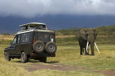 Jeep, African Bush Elephant (Loxodonta africana), Ngorongoro Crater, Tanzania, Africa