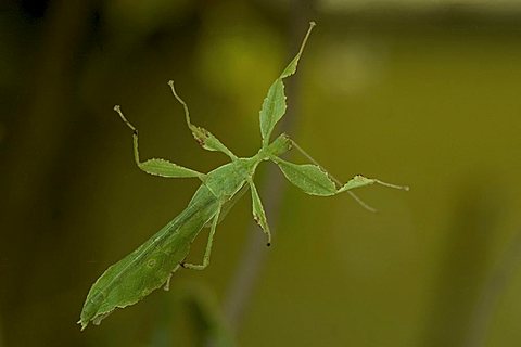 Leaf Insect ( Phyllium celebicum )