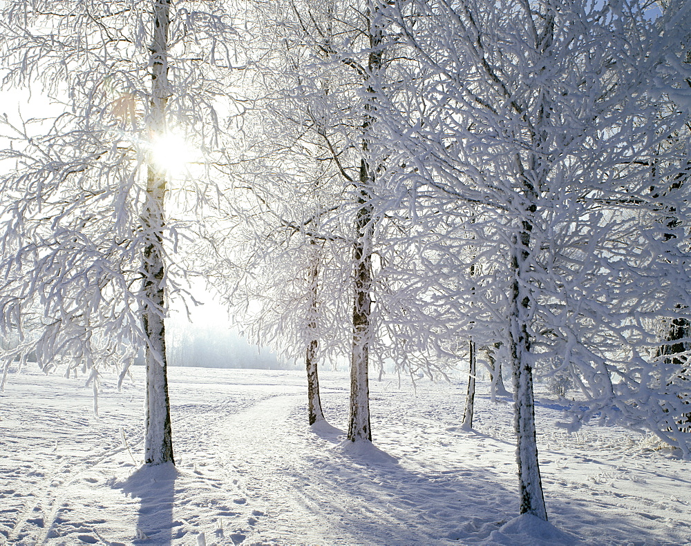 Winter time snow tree hoarfrost