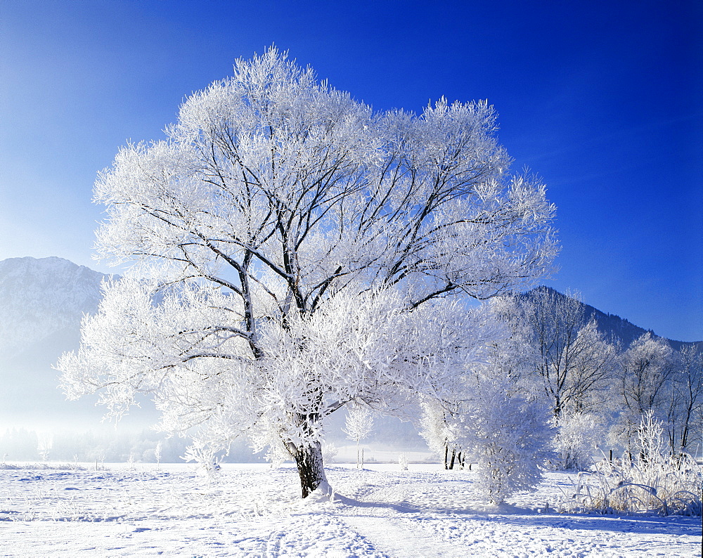 Winter time snow tree hoarfrost