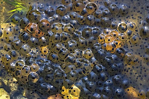 European Common Brown Frog (Rana temporaria), frog spawn, frog eggs in shallow water