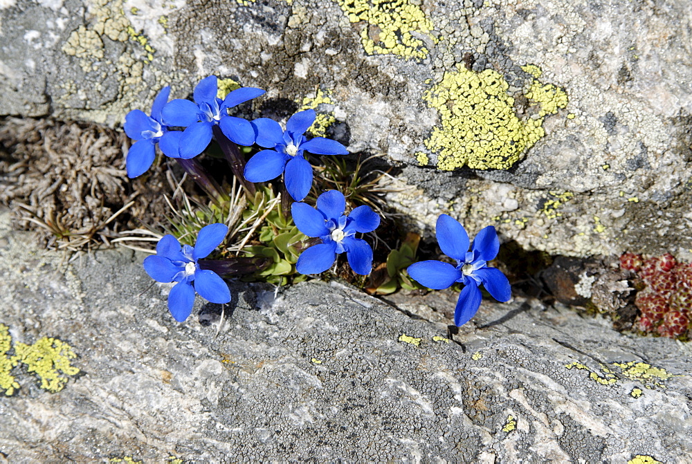 Gran Paradiso National Park between Piemonte Piedmont and Aosta valley Italy Garian Alps Gentiana verna