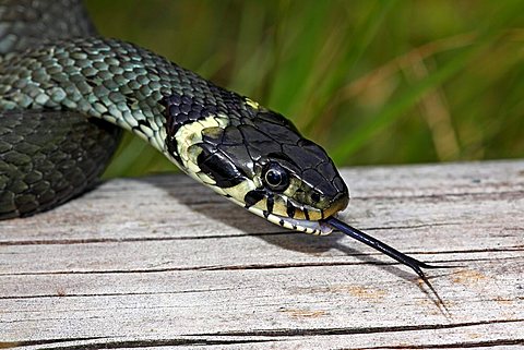 Grass Snake, Ring Snake (Natrix natrix), flickering tongue