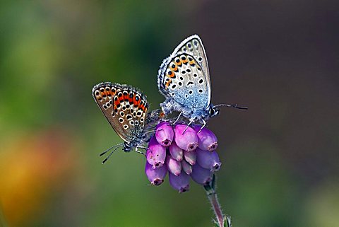 Silver-studded Blue (Plebejus argus) (Plebeius argus) butterflies mating on Cross-leaved Heath (Erica tetralix), copula