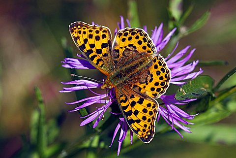 Queen of Spain Fritillary (Issoria lathonia) sitting on a flowering Brown Knapweed, Brownray Knapweed (Centaurea jacea)