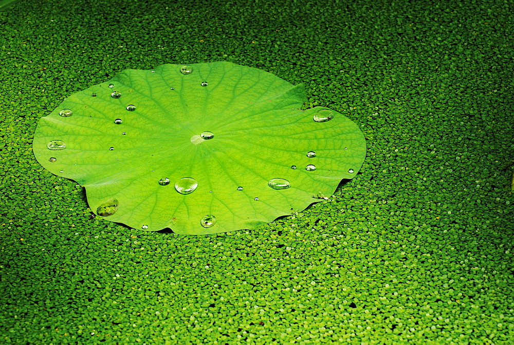 Lotus (Nelumbo), Shanghai, China, Asia