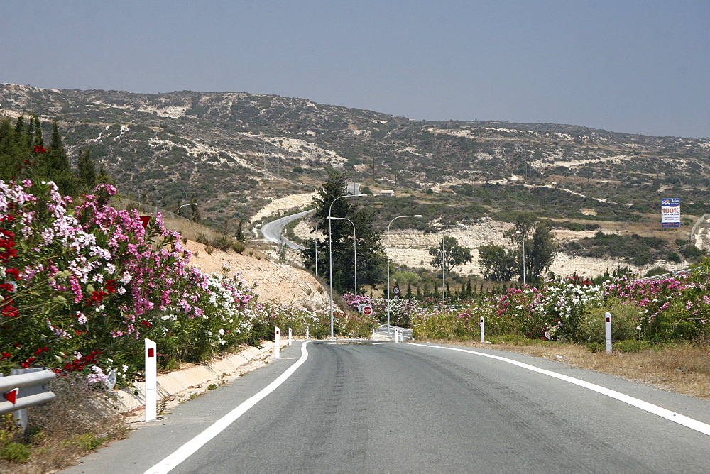 Highway with Oleander (Nerium oleander) on Cyprus, driving on the left