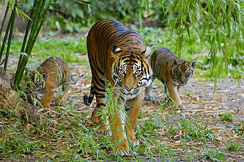 Sumatran Tiger (Panthera tigris sumatrae)