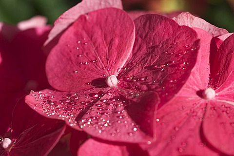 Hydrangea macrophylla shrub