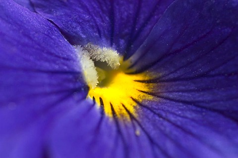 Viola Wittrockiana Pansy