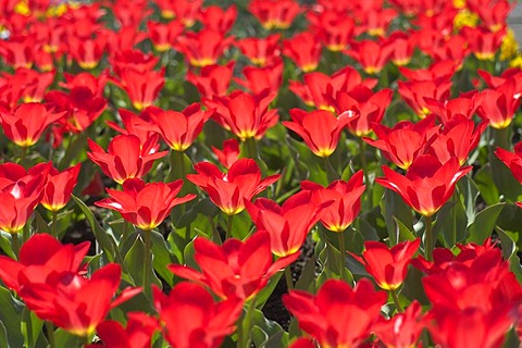 Tulip tulipa