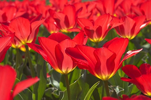 Tulip tulipa