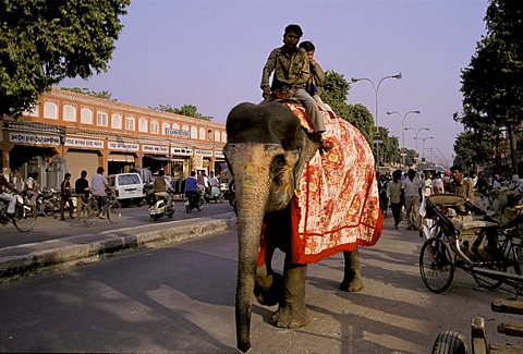 Street scene with elephant, two riding boys on an elephant, Jaipur, Rajasthan, India