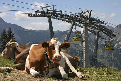 AUT, Tannheimer valley, 14.09.2005, cow on the Vogelhoernle in the Tannheimer valley