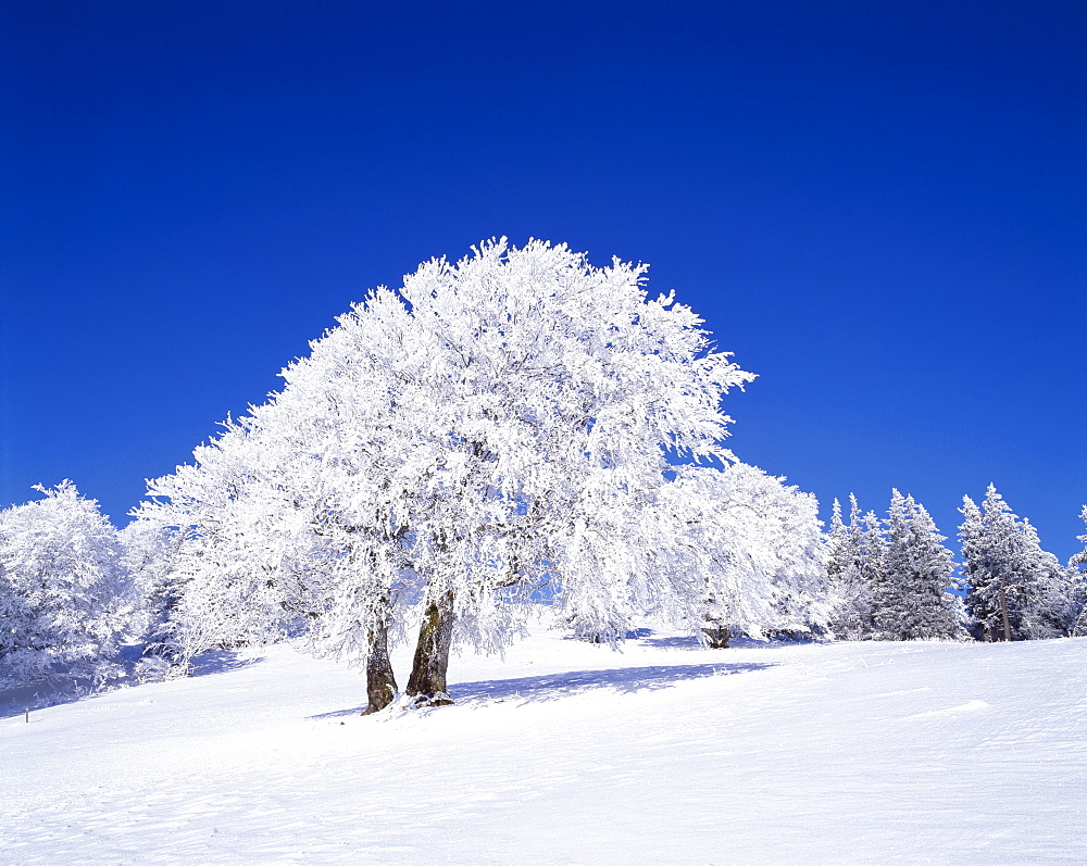 Snow-covered beech tree (Fagus sylvatica), Mt. Schauinsland, southern Black Forest, Baden-Wuerttemberg, Germany, Europe