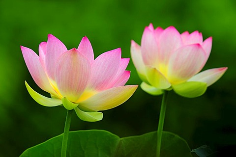 Pink Lotus (Nelumbo) flowers