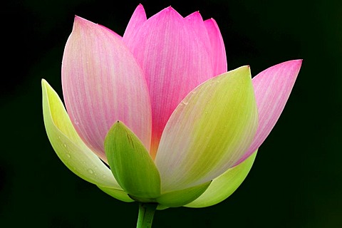 Pink Lotus (Nelumbo) flower