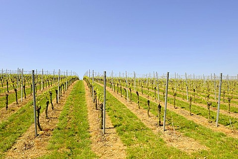 Vineyard in spring near Volkach, Lower Franconia, Bavaria, Germany, Europe