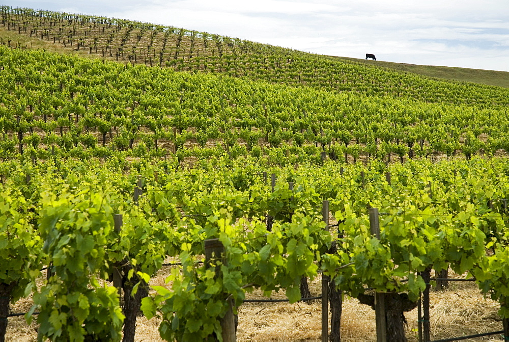 Vineyard in Napa Valley, California, USA