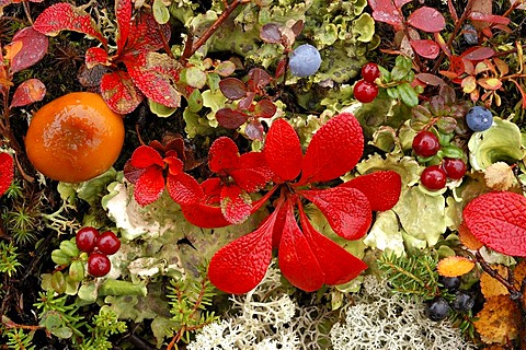 Tundra in autumn , detail bearberry (Arctostaphylos alpinus) lichen and mushroom blue berry (Vaccinium myrtillus) low bush cranberry ( Vacinium vitus)