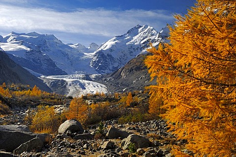 Larch trees Larix decidua) in autumn, Bernina Range, Graubunden, Switzerland