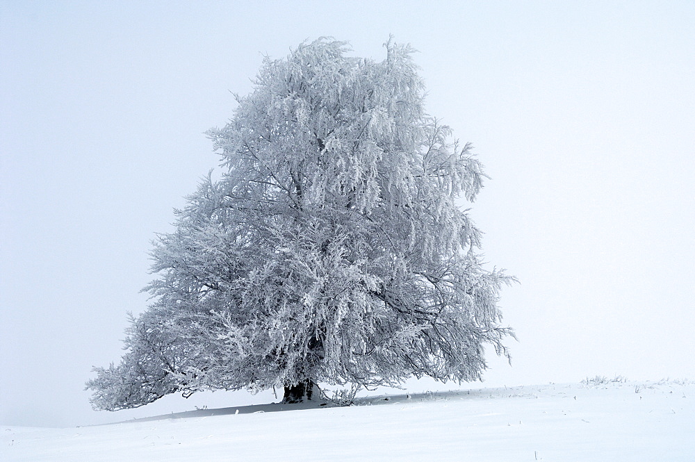 European Beech (Fagus sylvatica), with hoarfrost