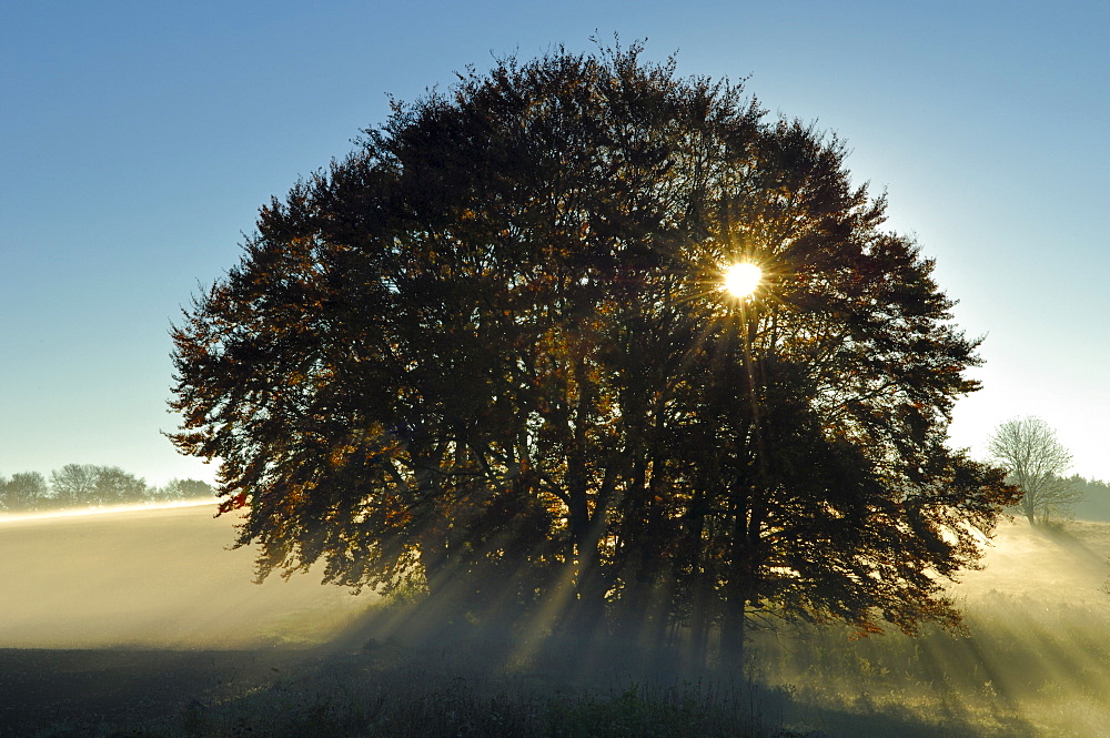 Grove of Common Beeches (Fagus sylvatica) at sunrise, with morning fog