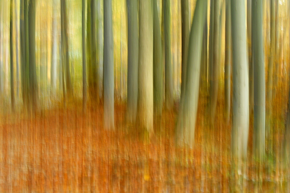 Common Beech (Fagus sylvatica) beech groove, blurred