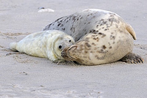 Grey Seal (Halichoerus grypus), female with young cuddling