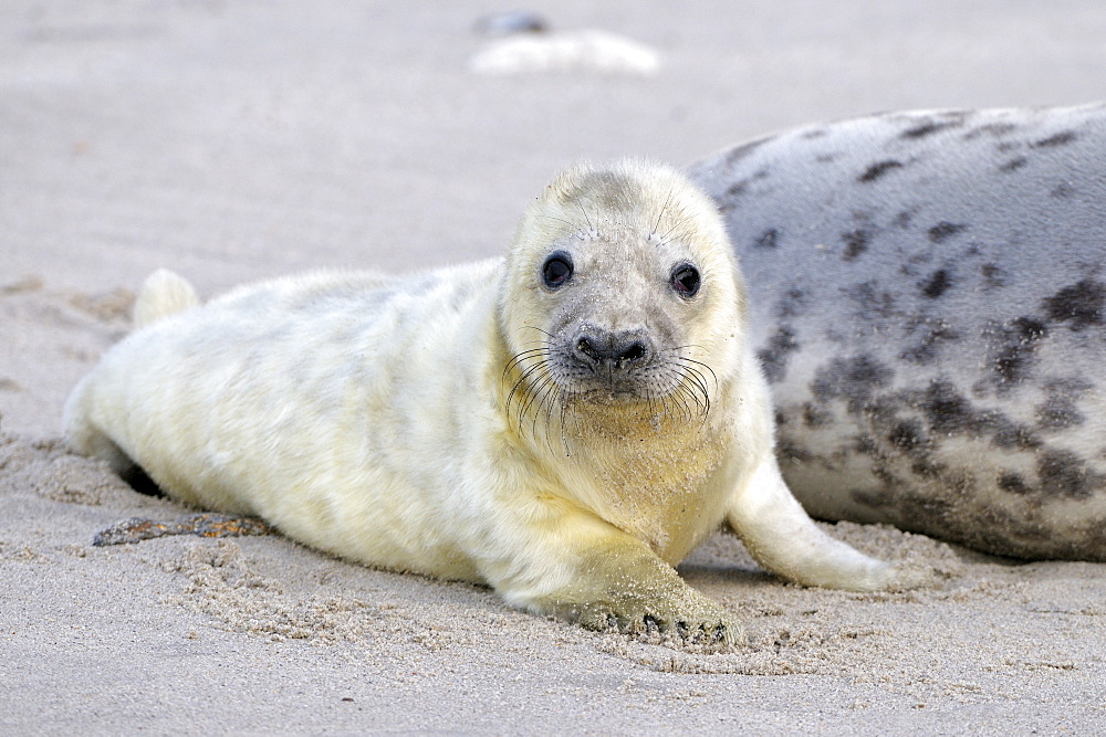 Grey Seal (Halichoerus grypus), newborn